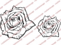 Visible Image Roses