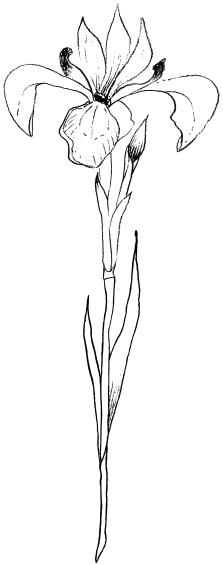 Bild 1 von Gummistempel Iris Plant