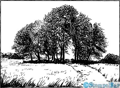 Bild 1 von StempelBar Stempelgummi Bäume