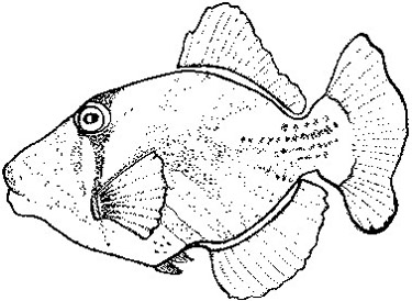 Bild 1 von Gummistempel Tigger Fish