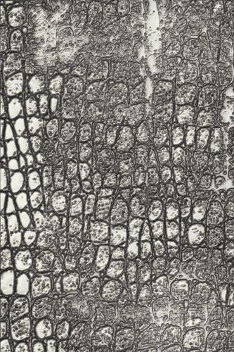 Bild 1 von Sizzix 3-D Texture Fades Embossing Folder by Tim Holtz - Prägefolder - Reptile 