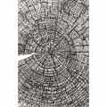 Bild 2 von Sizzix 3-D Texture Fades Embossing Folder by Tim Holtz - Prägefolder - Tree Rings