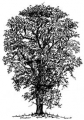 Stempelgummi Britain Tree Elm Tree