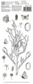 Bild 2 von CraftEmotions Stempel - clearstamps Slimline - Paastak GB - Oster