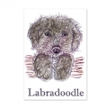 Bild 2 von For the love of...Stamps by Hunkydory - It's a Dog's Life Clear Stamp - Labradoodle