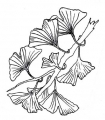 Gummistempel Ginkgo Branch