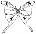Gummistempel Luna Moth