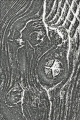 Bild 2 von Sizzix 3-D Texture Fades Embossing Folder by Tim Holtz - Prägefolder - Woodgrain