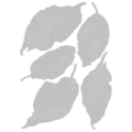 Bild 2 von Sizzix Thinlits Die by Tim Holtz - Stanzschablone - Leaf Fragments - Herbst Blätter