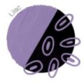 Bild 1 von Copic acrea Paint Marker  / (Farbe) 013 Lilac